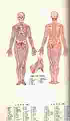 男女人體解剖透視圖（醫001）試閱-1