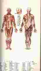 男女人體解剖透視圖（醫001）試閱-2