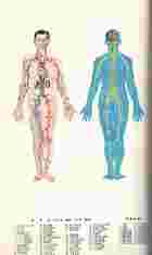 男女人體解剖透視圖（醫001）試閱-3