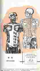 男女人體解剖透視圖（醫001）試閱-4