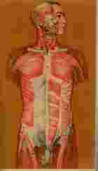 男女人體解剖透視圖（醫001）試閱-5