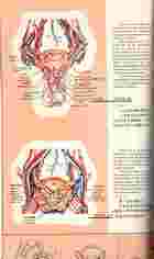 男女人體解剖透視圖（醫001）試閱-6