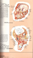 男女人體解剖透視圖（醫001）試閱-7