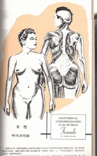 男女人體解剖透視圖（醫001）試閱-8