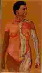 男女人體解剖透視圖（醫001）試閱-9