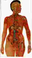 男女人體解剖透視圖（醫001）試閱-10