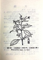 中國草藥手冊（醫070）試閱-7